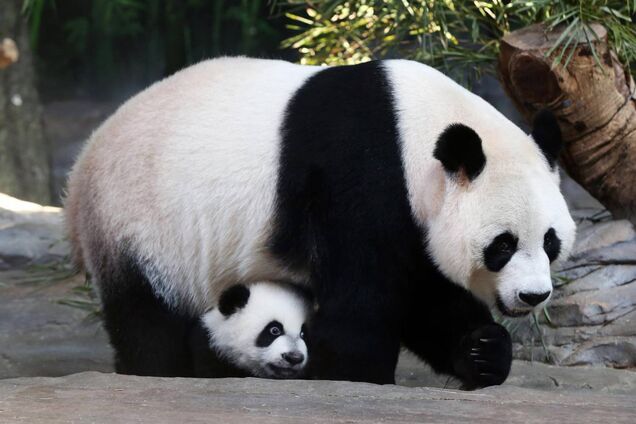 Гігантська панда: харчування, поведінка, особливості