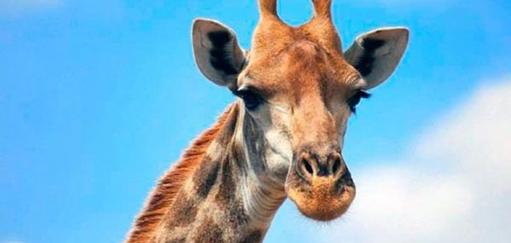 Жирафи: характеристика, спосіб життя, цікаві факти