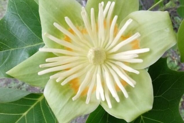 В Днепре распустилось тюльпановое дерево.Фото покорили сеть