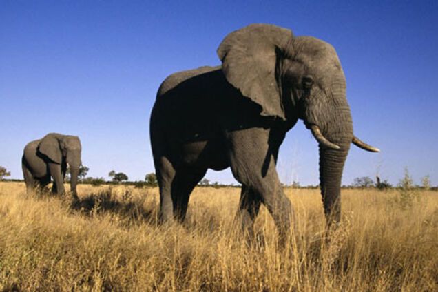 Слон: описание, виды, интересные факты