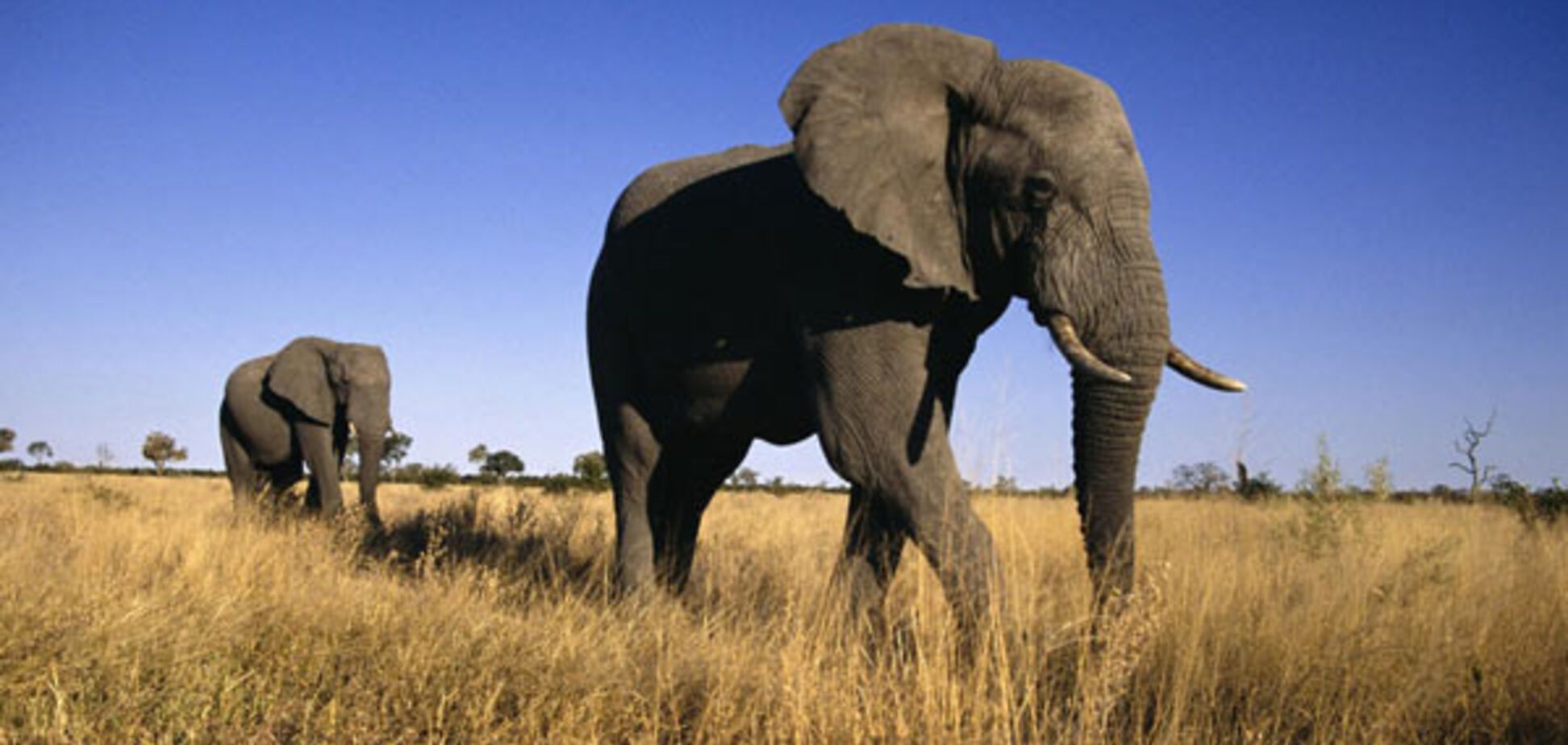 Слон: описание, виды, интересные факты