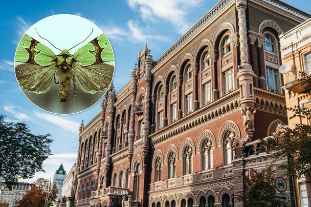 НБУ введет в оборот новую монету, посвященную ночной бабочке: как выглядит