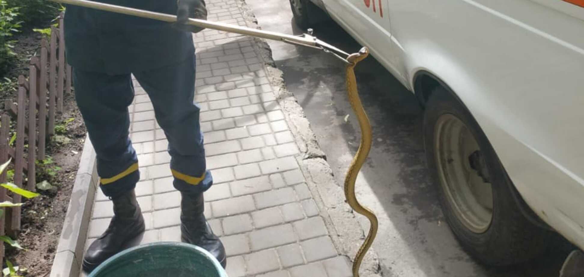 Чоловік тримав змію в руках