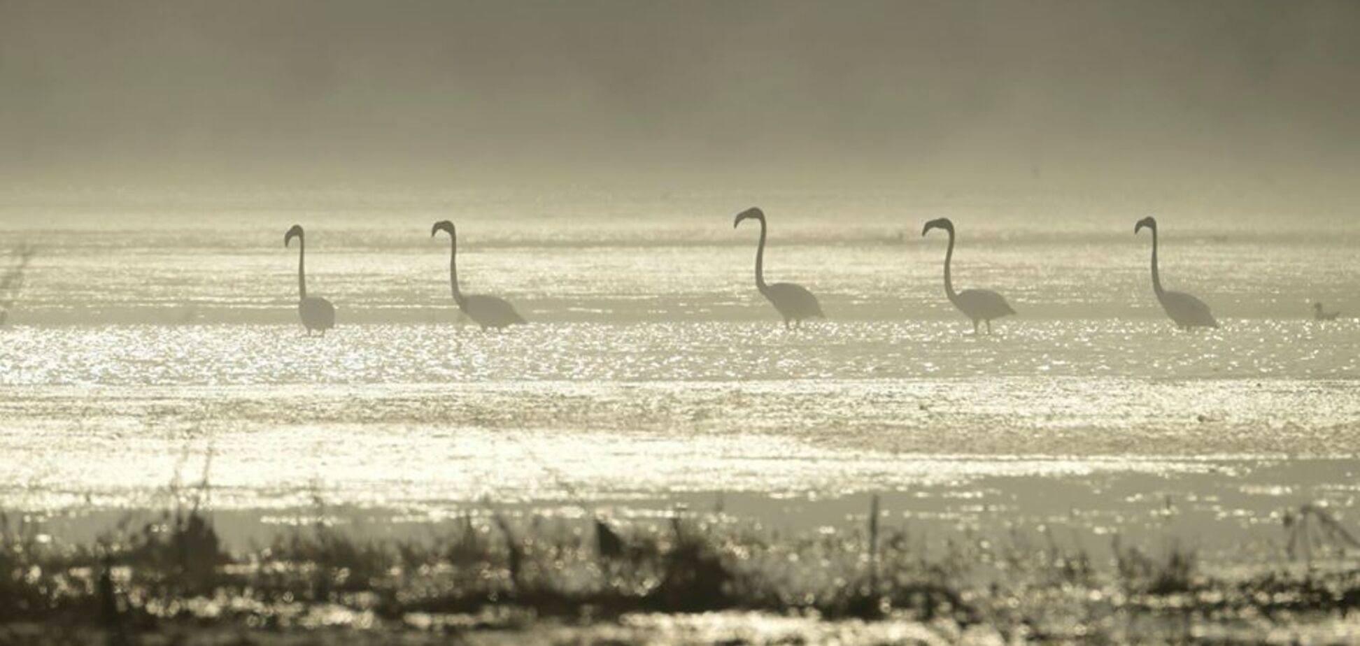 Рожеві фламінго на Тилігульському лимані