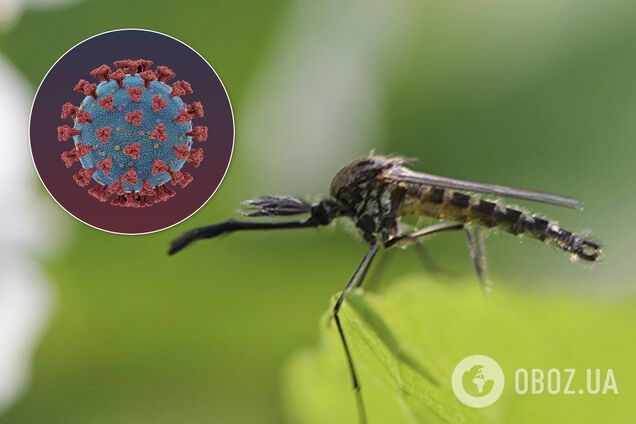 У МОЗ заявили, що комарі не переносять коронавірус