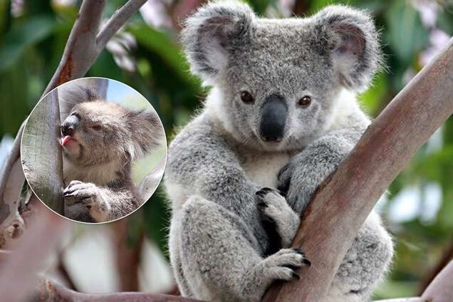 Ответа не было 13 лет: ученые наконец-то разрешили 'загадку века' о коалах. Видео