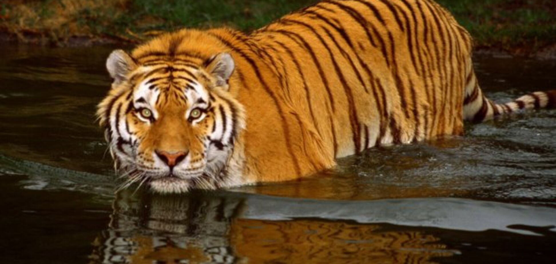 Тигр: характерні ознаки, харчування та види