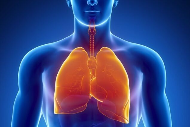 Дыхание и дыхательная система человека