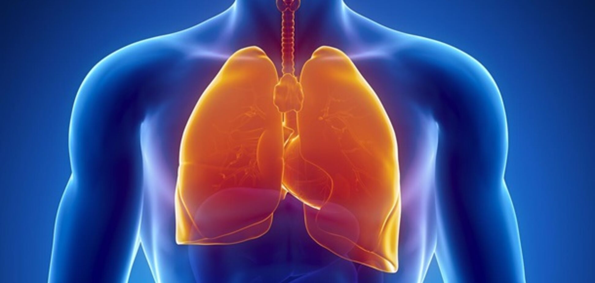 Дыхание и дыхательная система человека