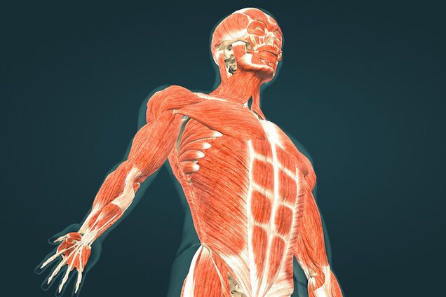 Мышцы человека: как они работают и какие есть виды
