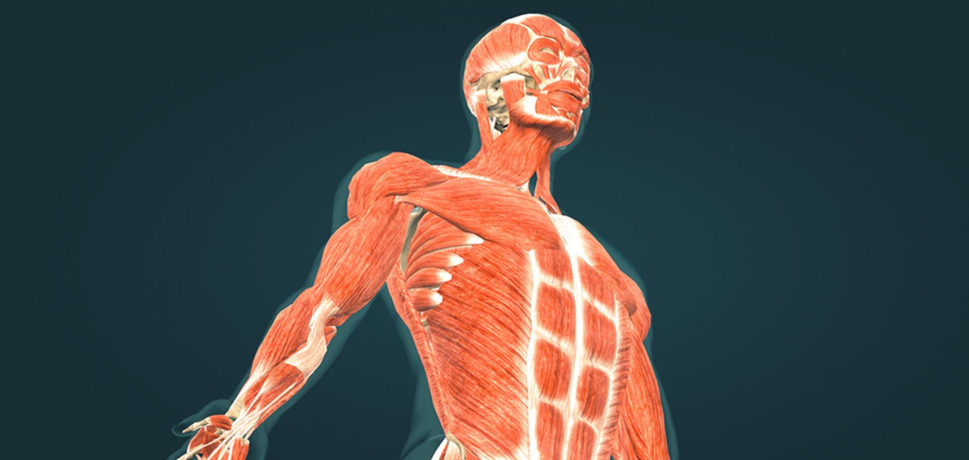Мышцы человека: как они работают и какие есть виды
