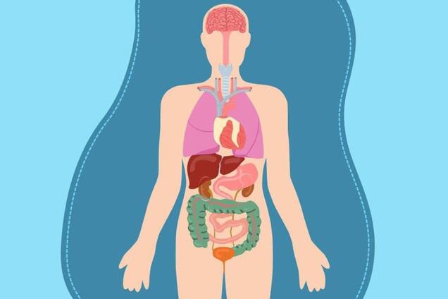 Система органів тіла людини: цікаві факти