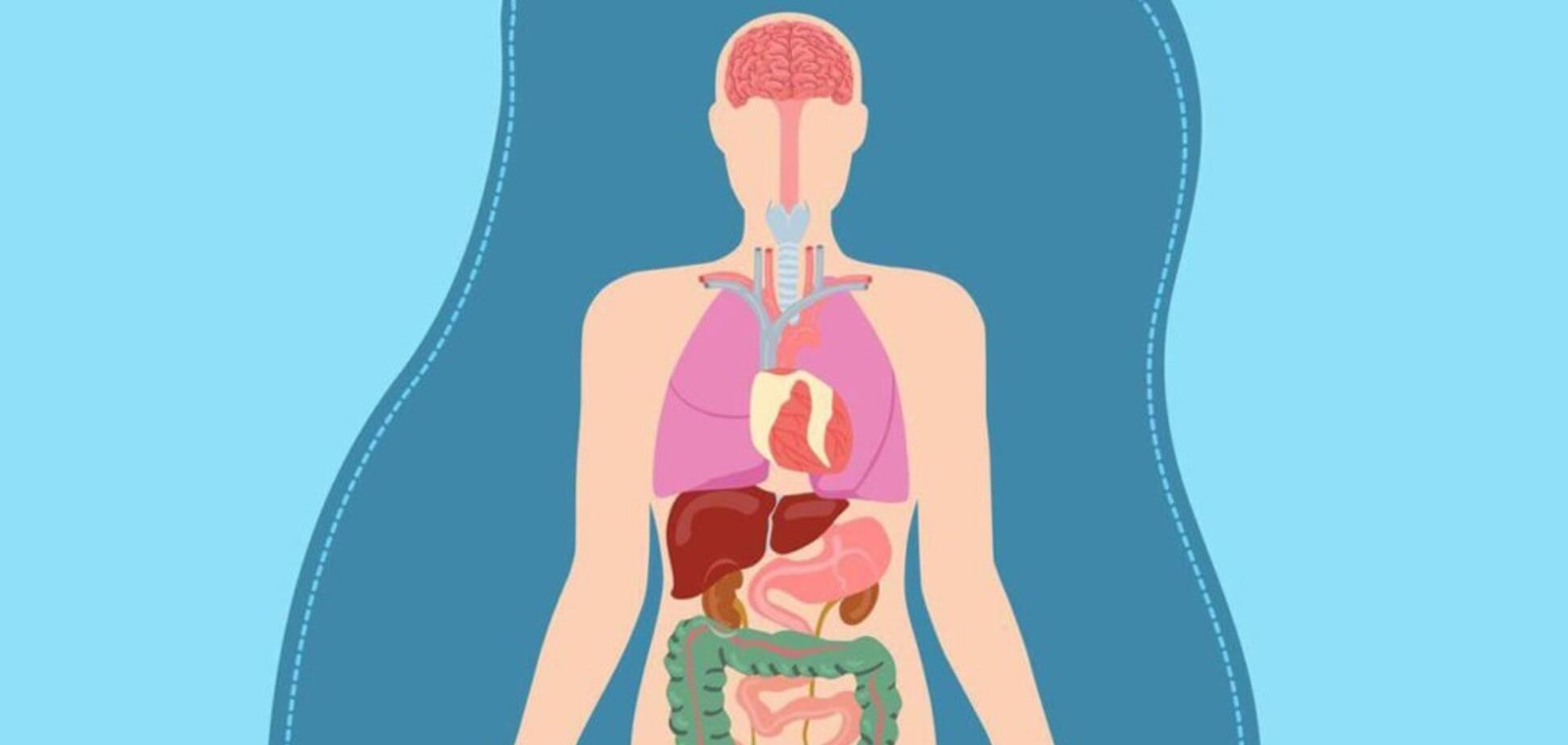 Система органів тіла людини: цікаві факти