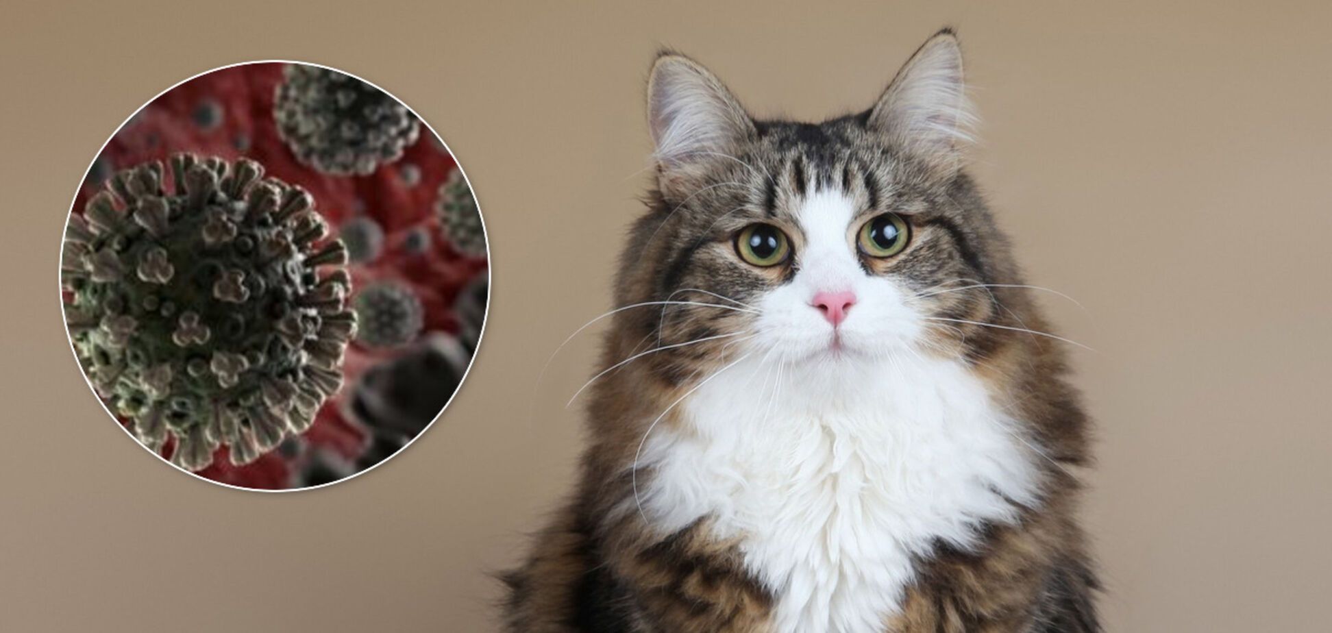 Шансов не было: в Испании не спасли кошку, заразившуюся COVID-19 от хозяев