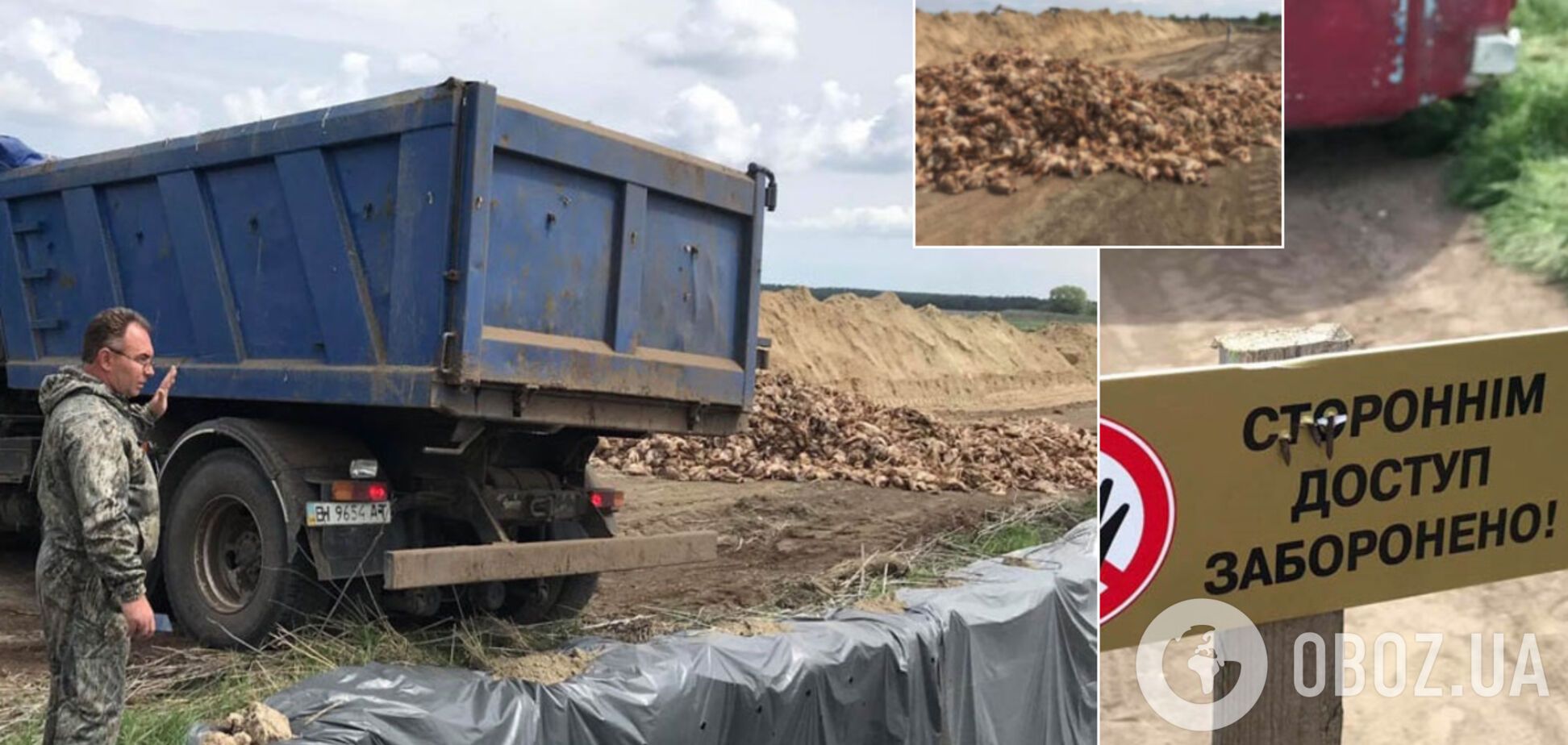 На Полтавщині закопали 600 тисяч трупів птиці: отрута може потрапити в землю і воду