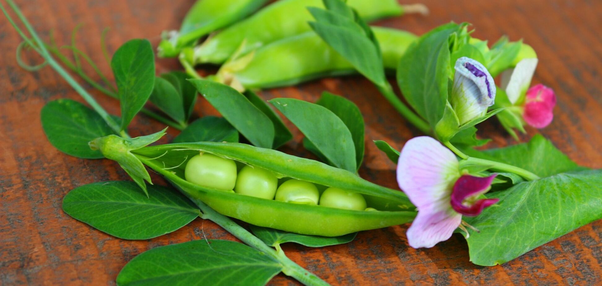 Глафіра Горошниця: що категорично не можна робити в день обезголовленої мучениці