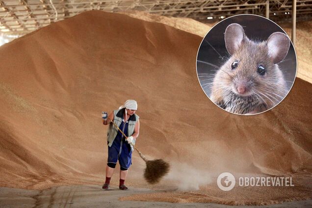 Нужен миллиард мышей: украинцы проверили слова чиновника о пропаже 2700 вагонов зерна
