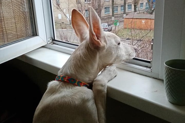 В Україні знайшли собаку з найвищими вухами: її фото підкорили мережу