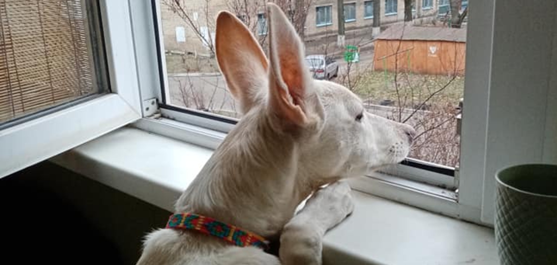 В Украине нашли собаку с самыми длинными ушами: ее фото покорили сеть
