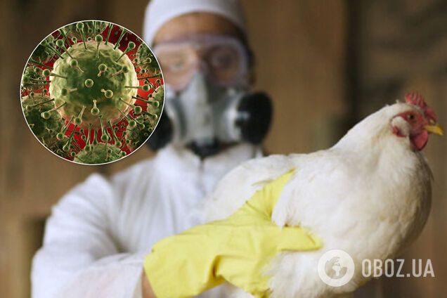 Следом за COVID-19 миру грозит эпидемия птичьего гриппа. Кто в зоне риска