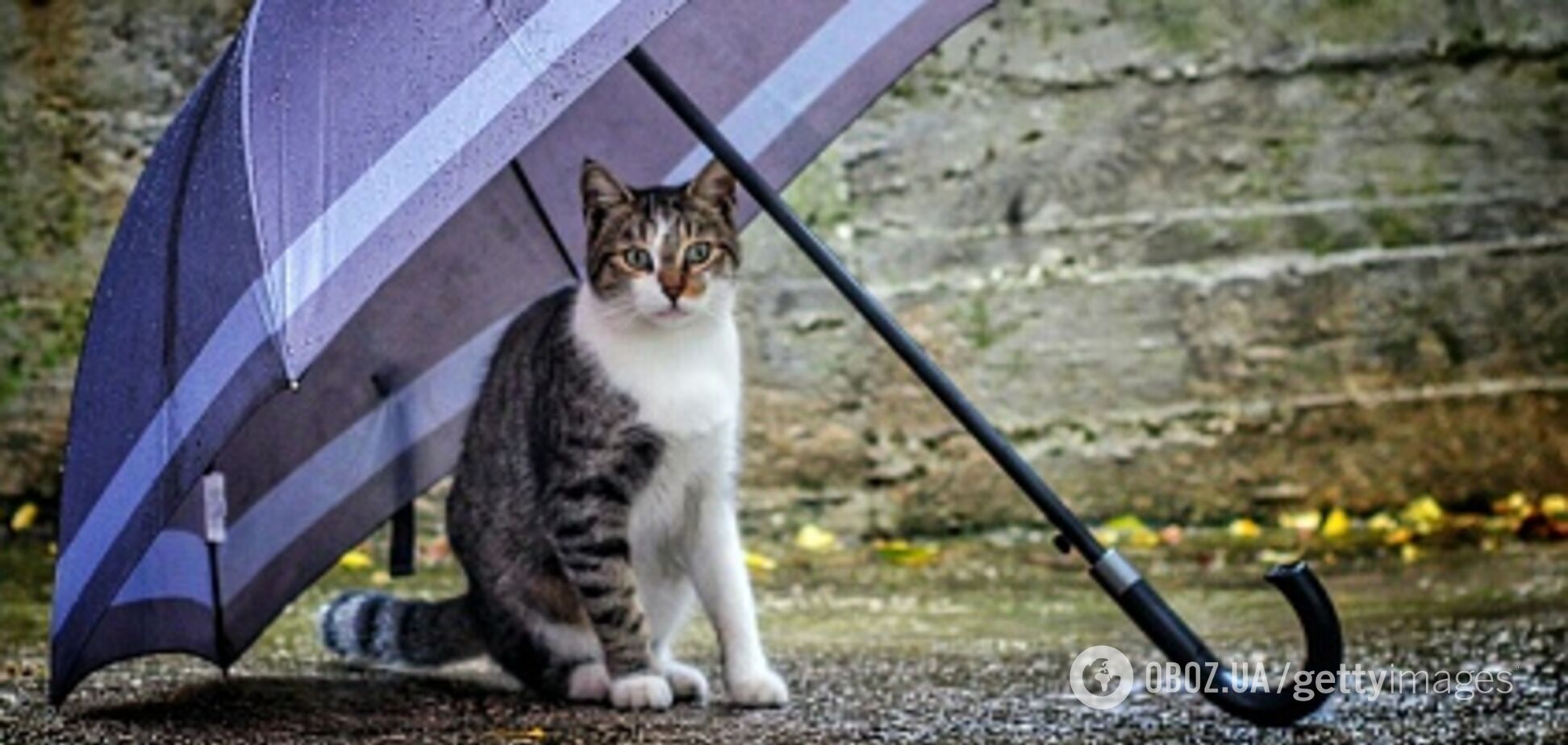 Циклон не отступает! Синоптик предупредила о дальнейшей непогоде в Украине