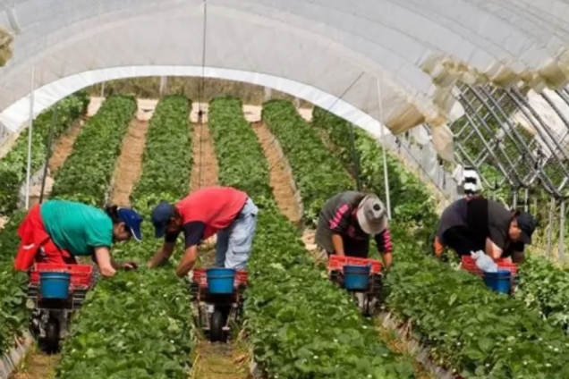 Украина хочет заключить сделку с Польшей по заробитчанам