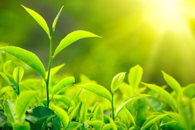 Фотосинтез у рослин: світлова і темнова фази