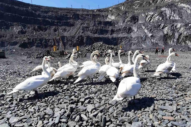 На Днепропетровщине в карьере спасли стаю измученных жарой лебедей. Фото