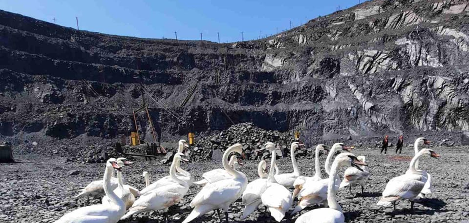 На Днепропетровщине в карьере спасли стаю измученных жарой лебедей. Фото