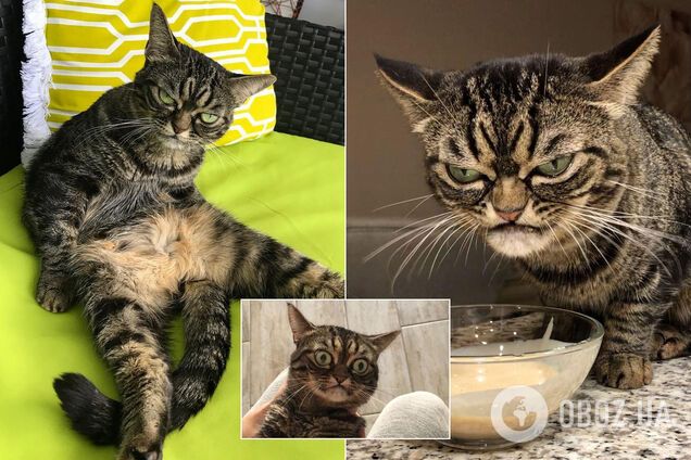 В США нашли самую хмурую кошку в мире: забавные фото и видео