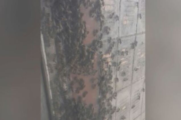 В Днепре тысячи пчел оккупировали квартиру женщины. Видео
