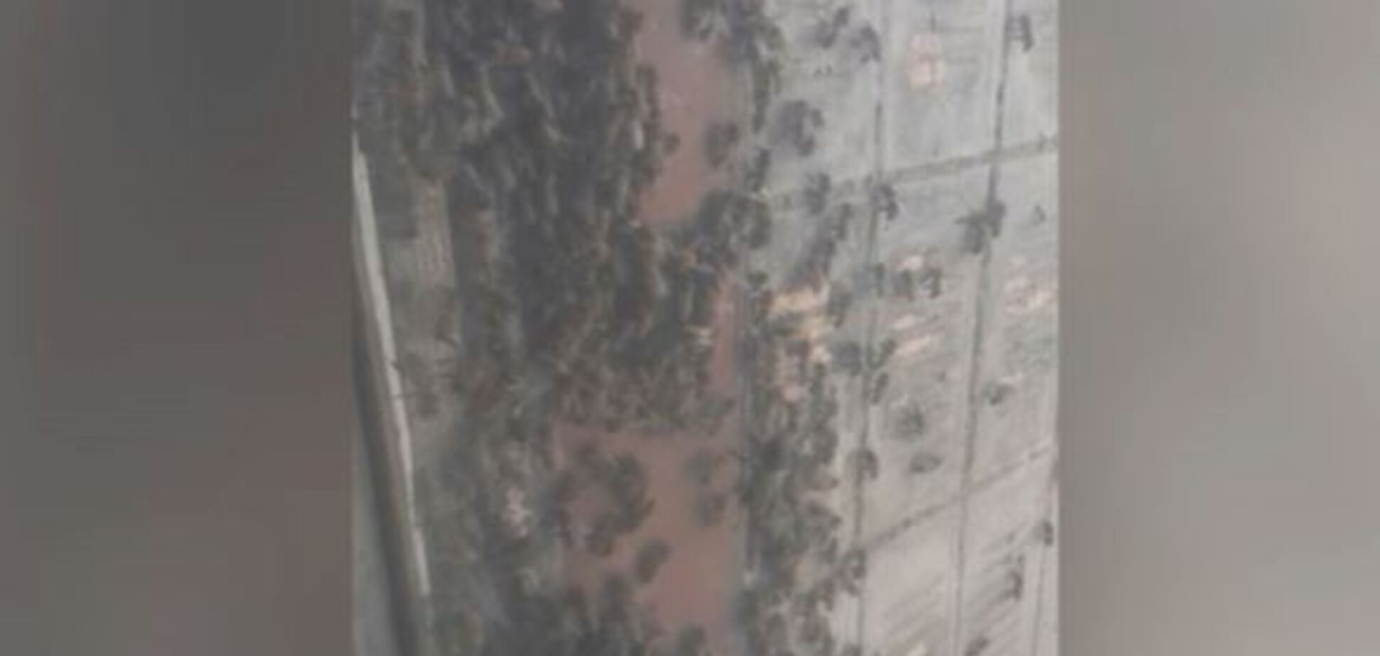 В Днепре тысячи пчел оккупировали квартиру женщины. Видео