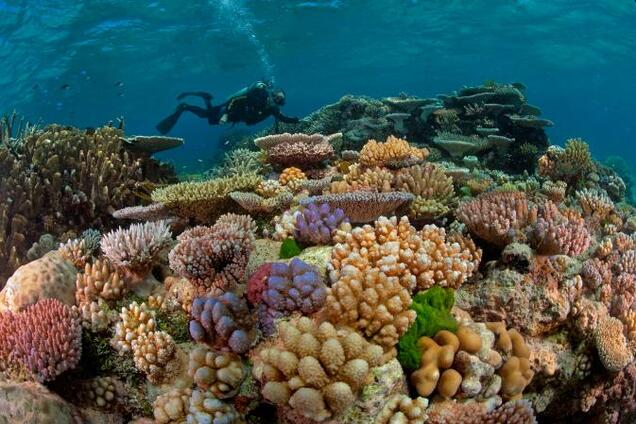 Кораловий риф: види та цікаві факти