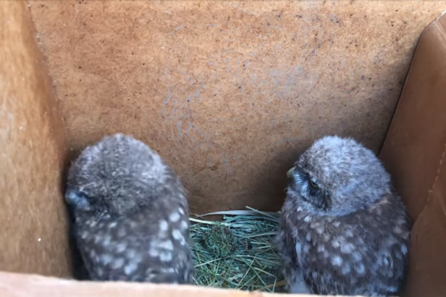 Спасенные совята