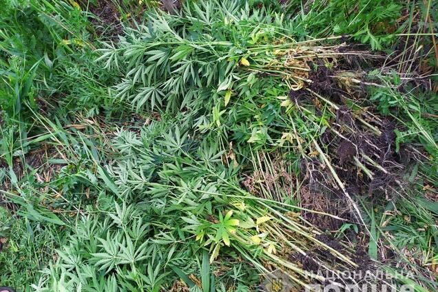 На Днепропетровщине нашли плантацию конопли на 2 млн грн