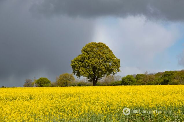 Украину накроет аномальная жара и дожди до конца июня: климатолог дала прогноз