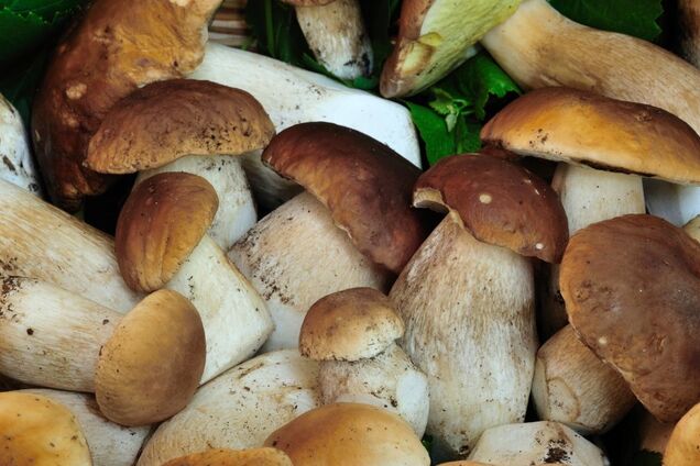 6 корисних властивостей грибів, які вас здивують