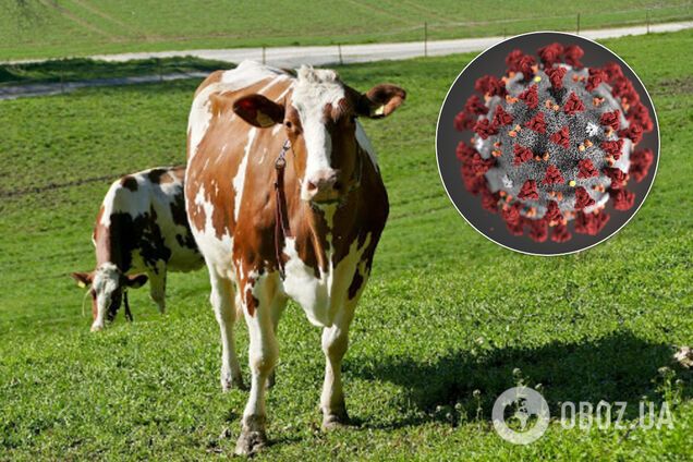 У США планують тестувати ліки від COVID-19 з плазми корови