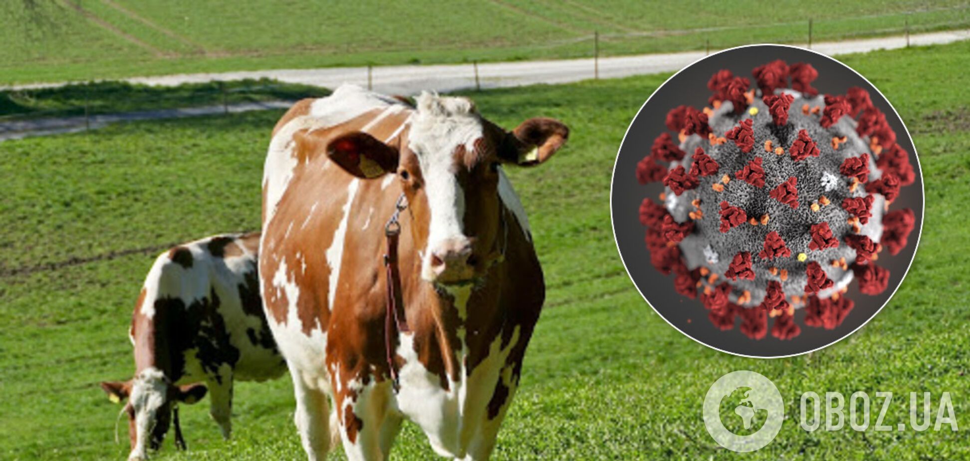 В США планируют тестировать лекарства от COVID-19 из плазмы коровы