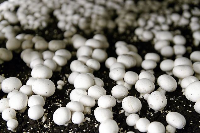 6 корисних властивостей грибів, які вас здивують