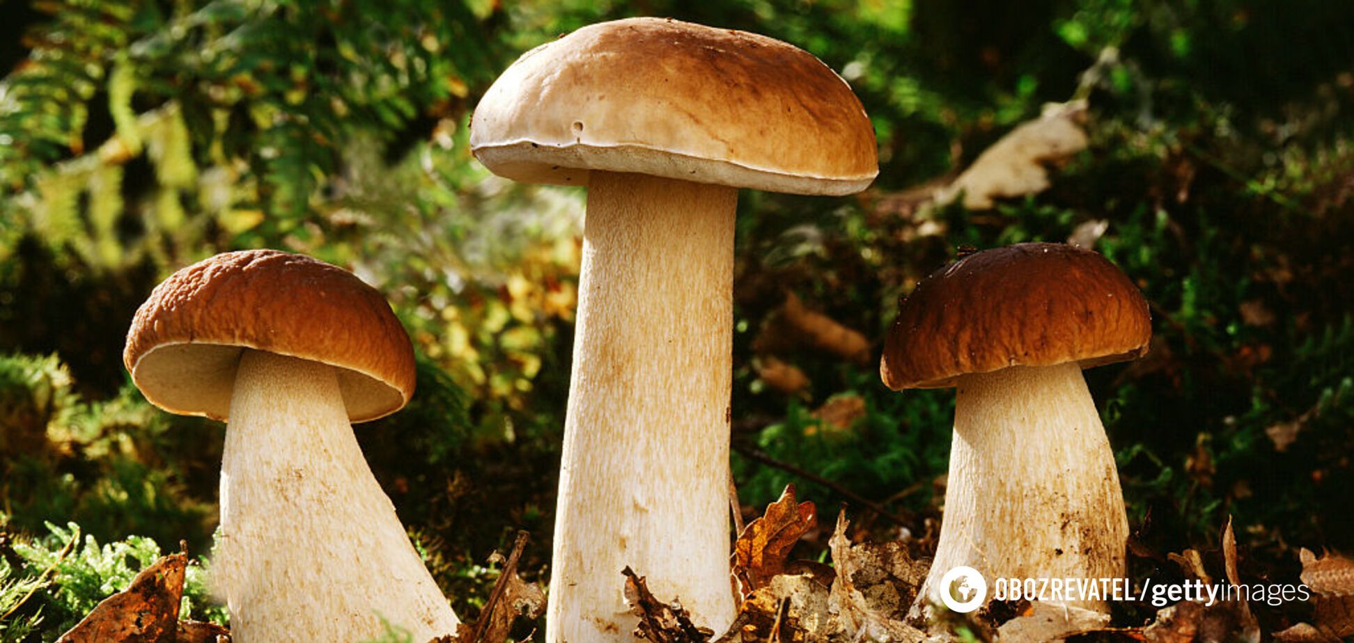 6 полезных свойств грибов, которые вас удивят