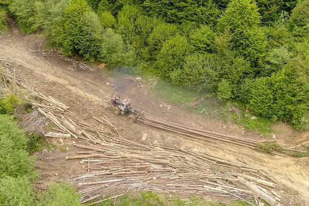 Вырубка лесов в Карпатах