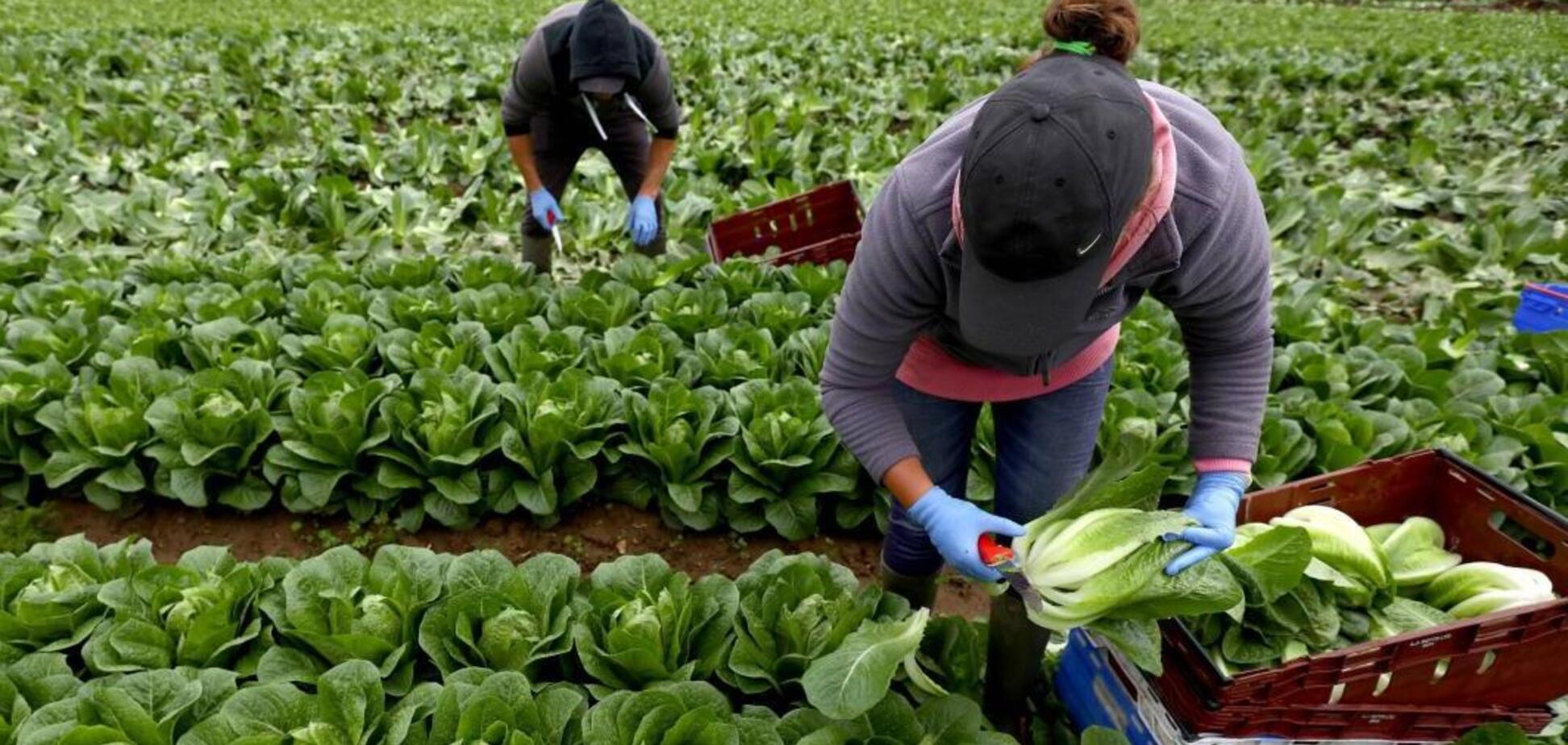 Украинские заробитчане