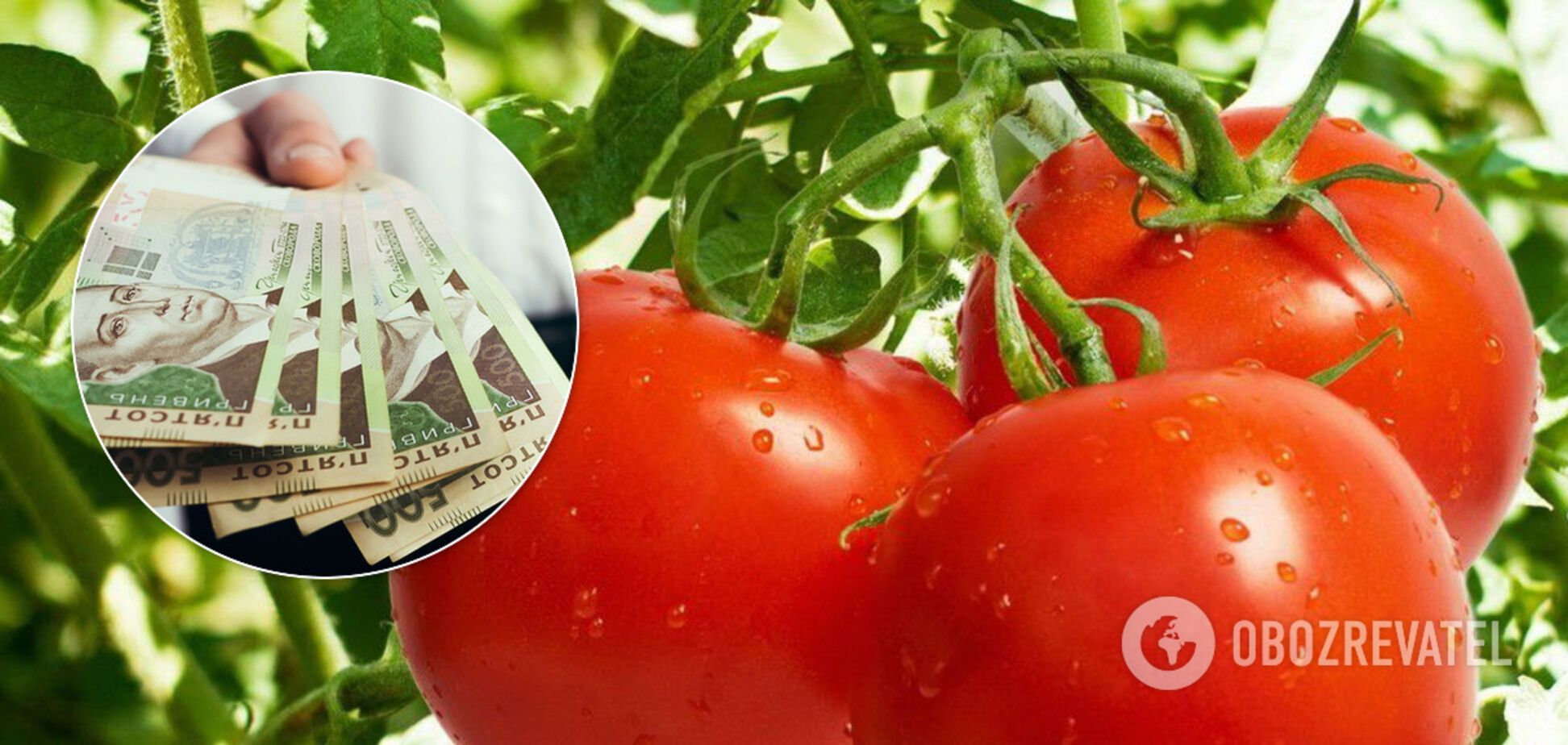 В Украине подскочили цены на помидоры: названа новая стоимость