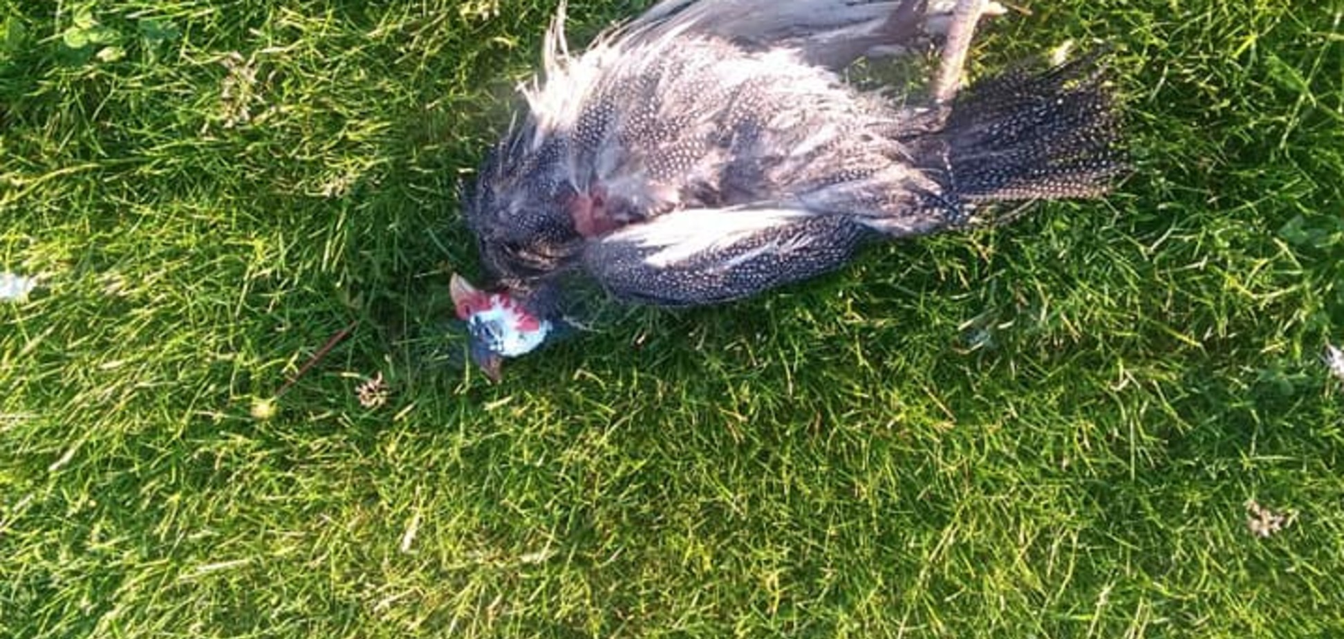 В Днепре дикие звери массово убивают птиц