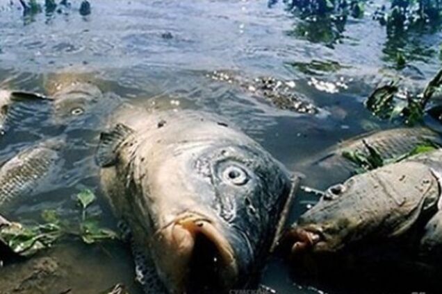 В Днепре забили тревогу из-за грозящей экокатастрофы: река может полностью вымереть