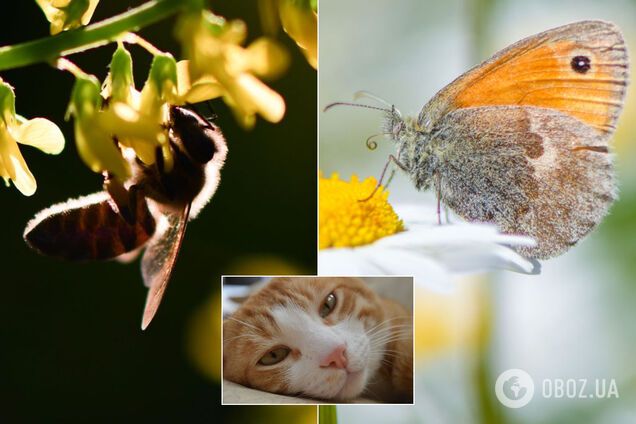 Літо-2020 в Україні буде пекельно спекотним і посушливим. Докладний прогноз від народного синоптика