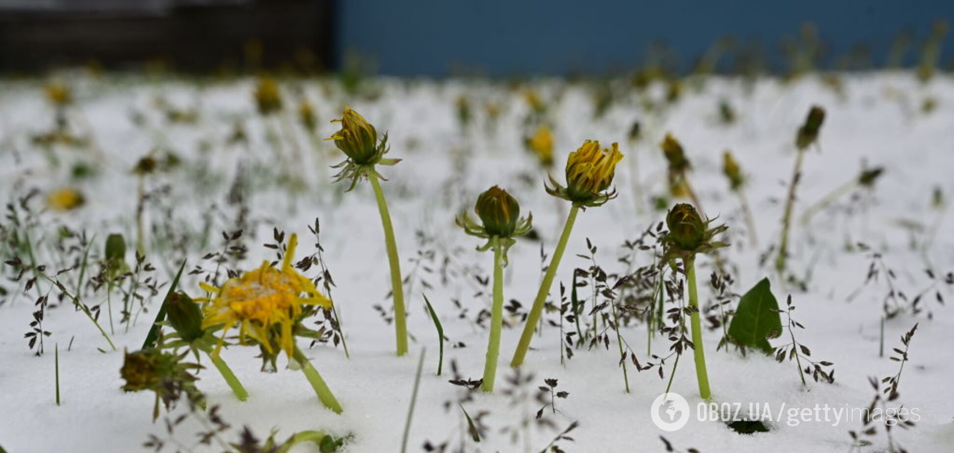 На Київщині на початку літа раптово випав град: мережу здивувало відео