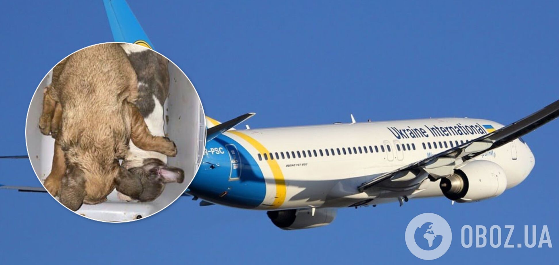 В самолете МАУ на пути в Канаду погибли 38 щенков