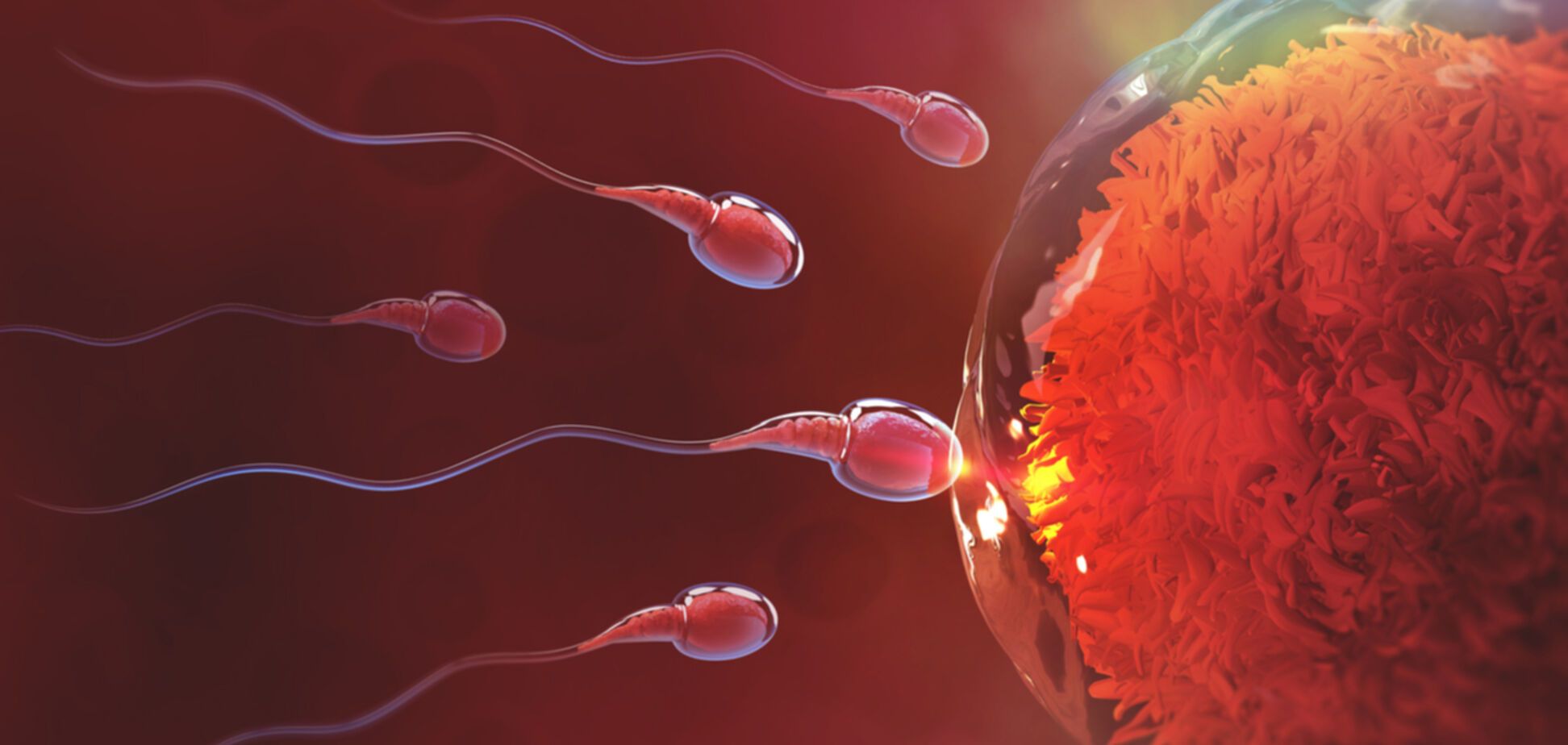 Жіночі яйцеклітини виявилися розбірливими у виборі сперматозоїдів
